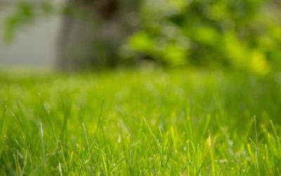 Verbrannten Rasen nach Hitze retten – so wird die Rasenfläche wieder grün