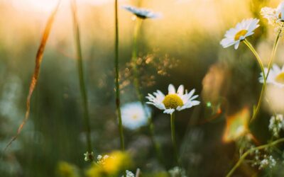 Frühjahrszeit ist Gartenzeit: Diese Arbeiten stehen jetzt an!